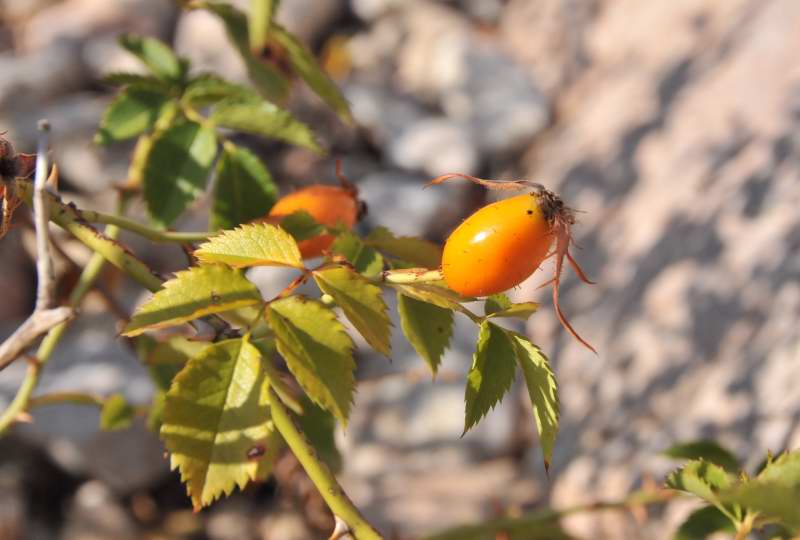 Rosa canina???